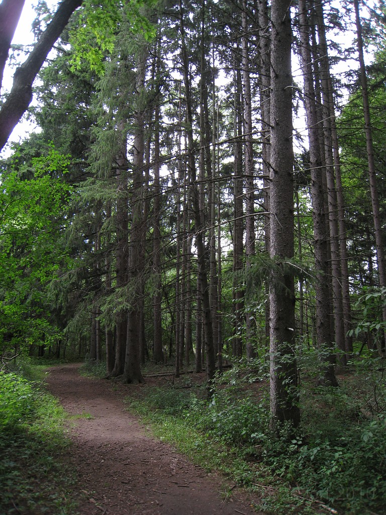 Matthaei Botanical Gardens 2010 0540.jpg - My favorite place in the park is the large pine forest. Quiet, cool, nice and peaceful.